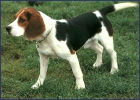Beagle dragut - catelusi
