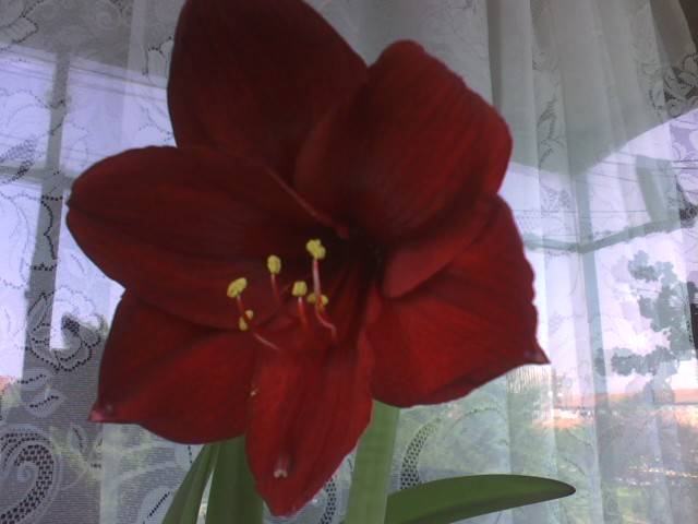 IMG_0568; Hipeastrum Benfica (la a treia tija)
