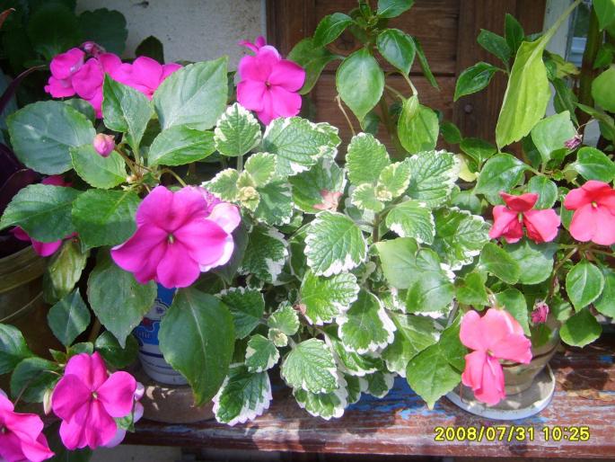 impatiens