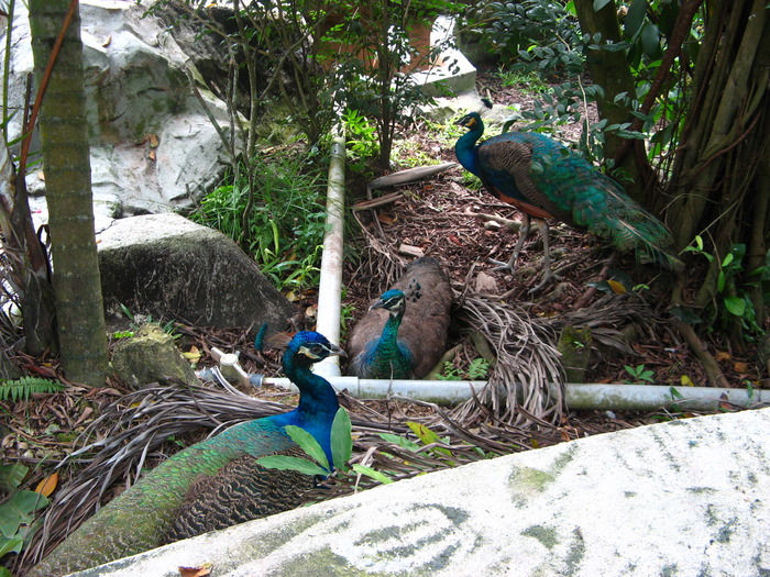 IMG_0291 - 2_1 - Kuala Lumpur Bird Park