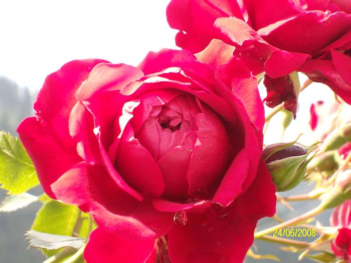 trandafir1 - TRANDAFIRI