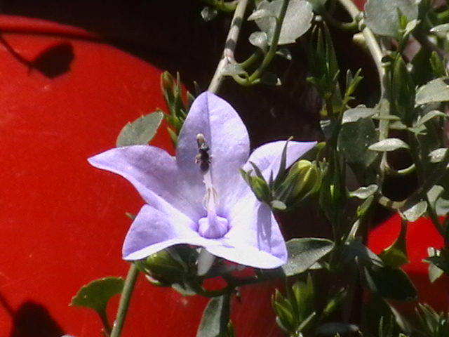 campanula mov - oxigenul din case 2009