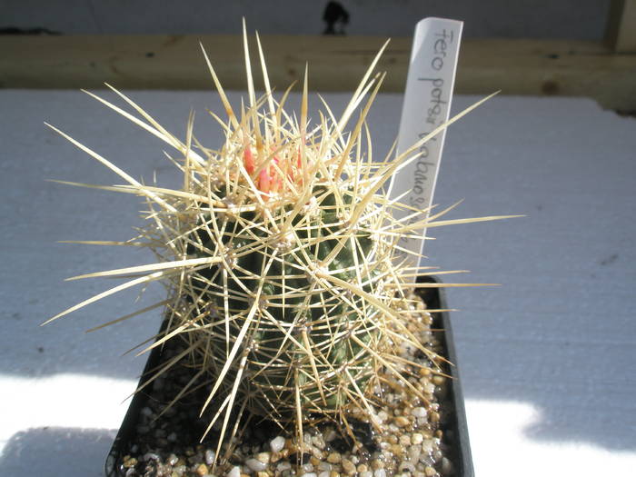 Ferocactus potsii v. alamosanos - Ferocactus