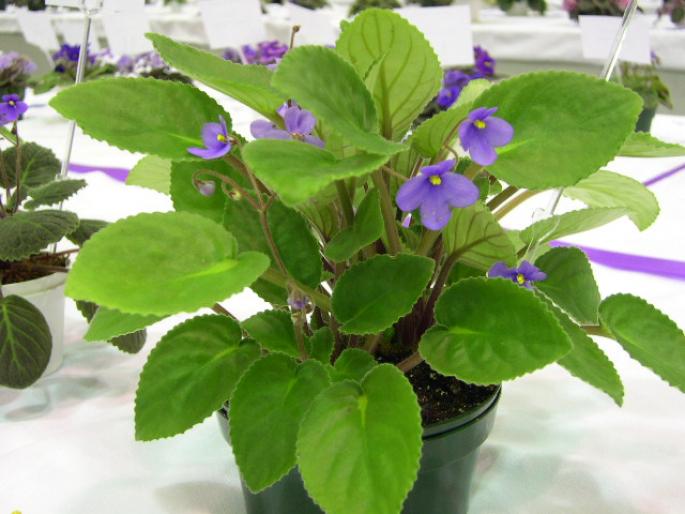 S_rupicola_cha_simba_2005avsa - violete de pe net 1