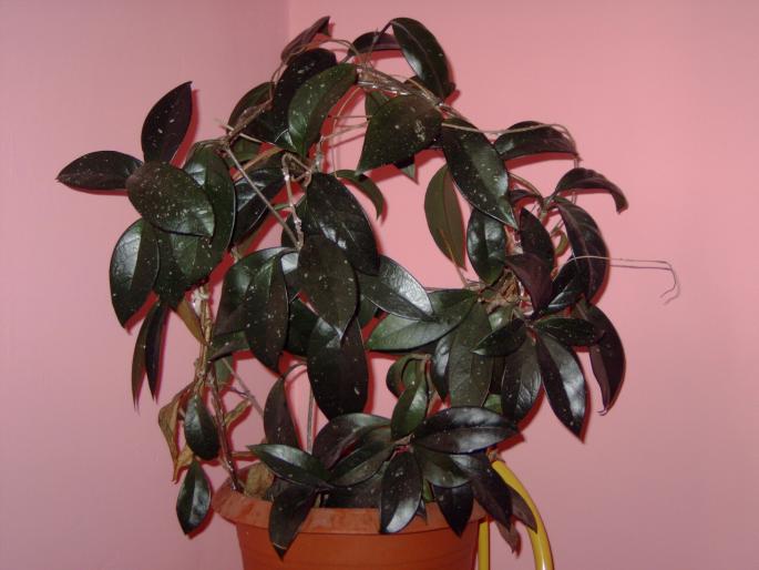 Hoya carnosa - Plantele mele de interior