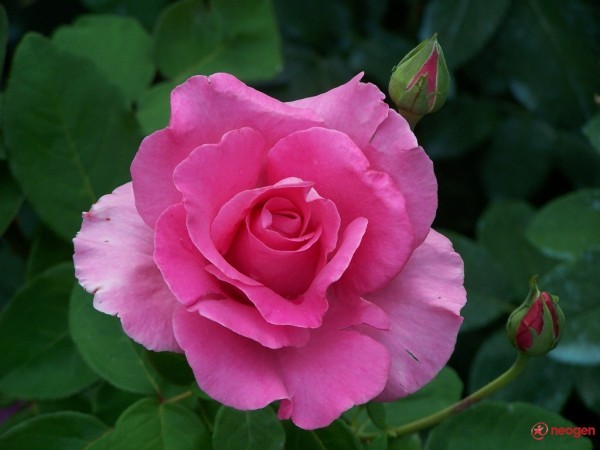 3aa9ca83_0050000972565_00_600 - Trandafiri roz