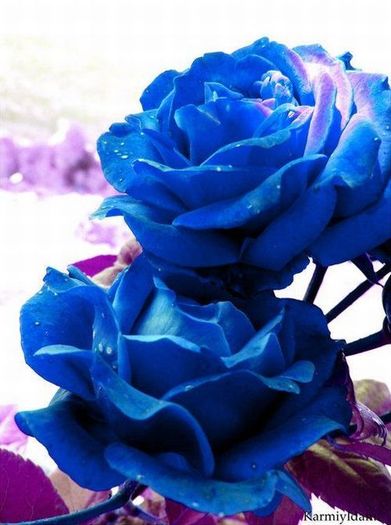blue_rose_14 - Trandafiri albastri
