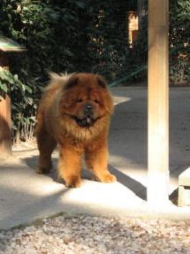 m_450px_IMG_0382___Chow_Chow_2C_front