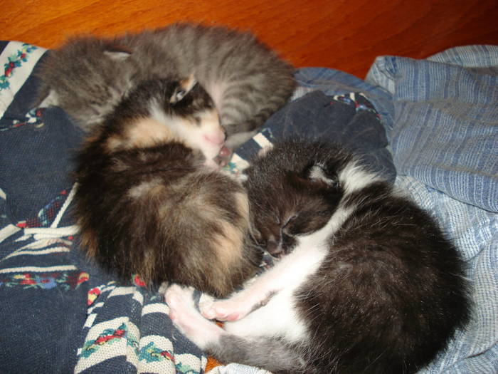 pisoiasii  lu KYTY - ANIMALUTELE MELE