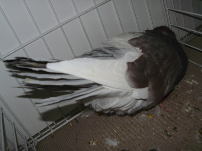 salonta 7