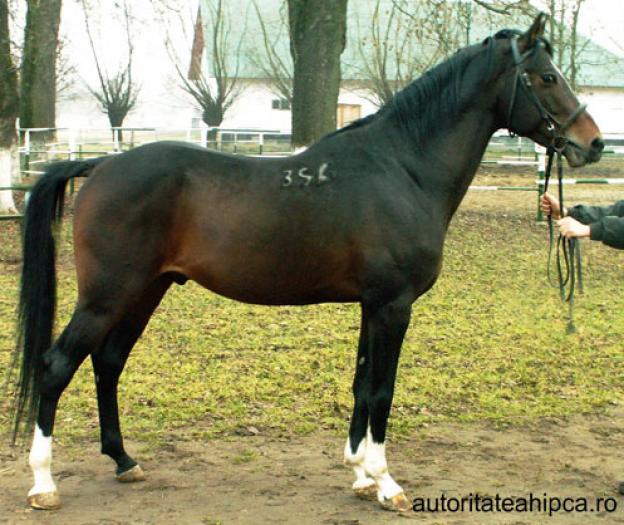 shaghia_araba4 - animale