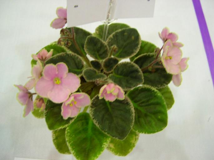 Robs_Bo_Peep_2005avsa - violete de pe net 1