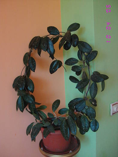 Hoya carnosa - Flori de camera 2009