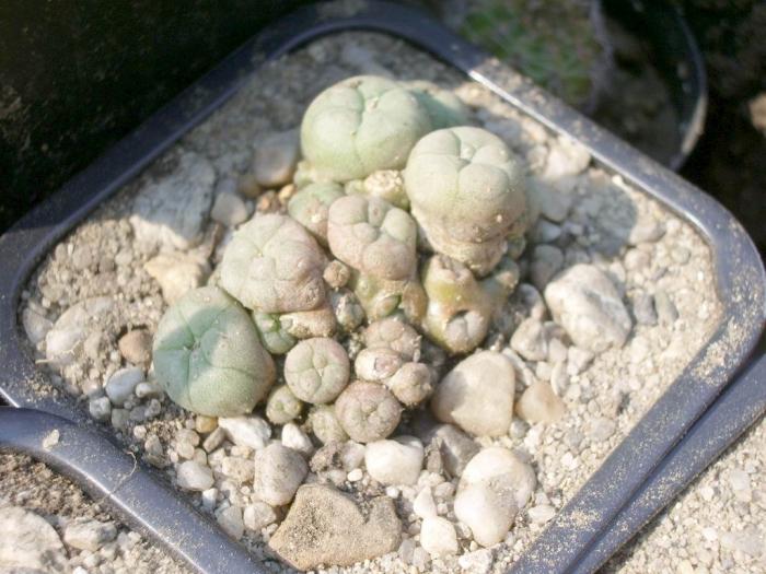 Lophophora williamsii v. caespitosa - colonie jivenila