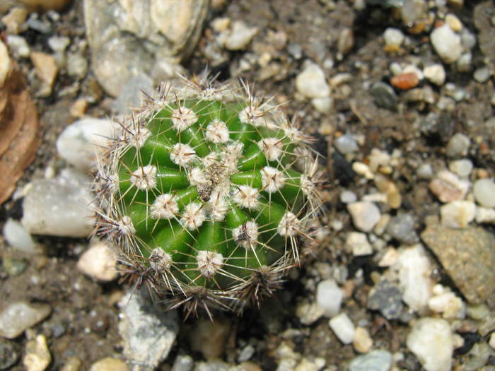 IMG_8641 - Cactusi la mosie 27 iunie 2009