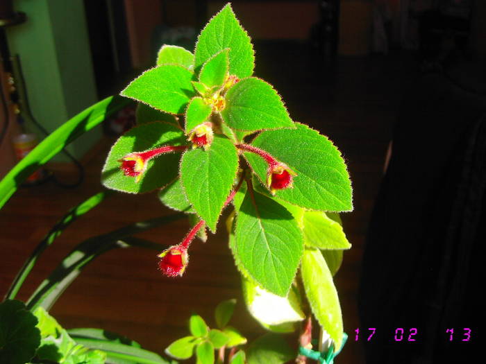 Kohleria