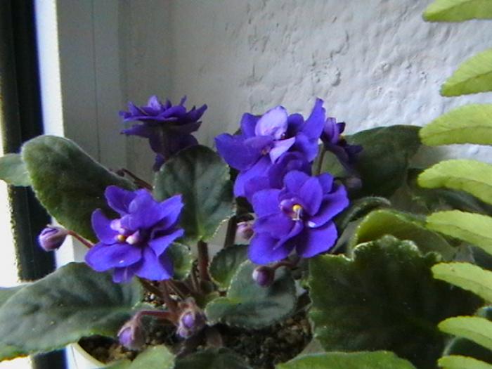 IMGA0627 - violete 2009