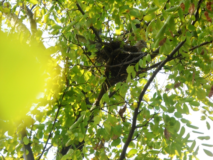 Picture 070 - aspecte insecte si alte vietati de prin paduri si parcuri