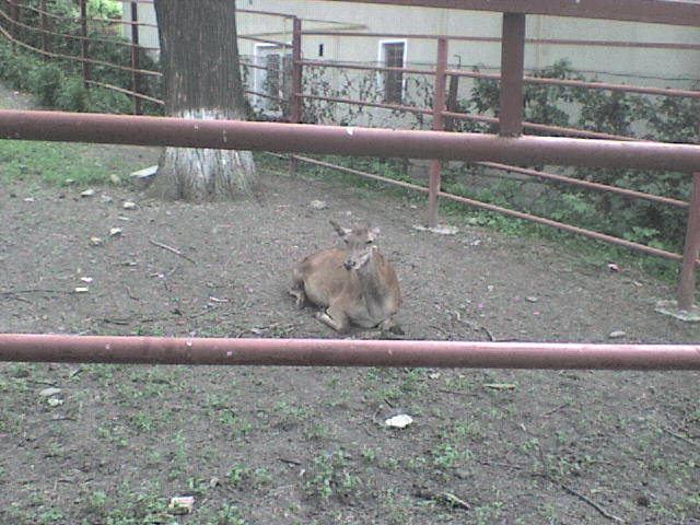 caprioara - poze parcul zoologic piatra neamt