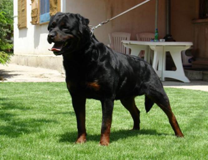 p-mephisto- - CAINI-ROTTWEILER-BEST