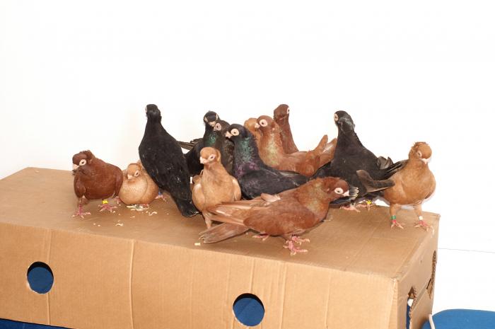 Picture 081 - jucatori de constanta