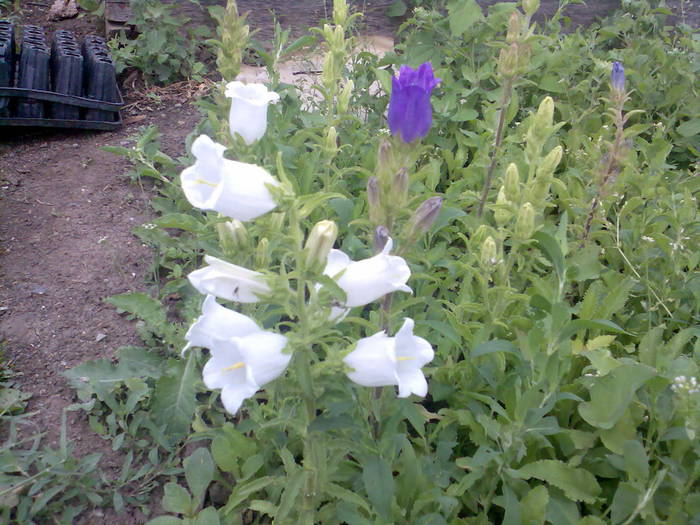 clopotei; Campanula medium
Prefera semiumbra.
