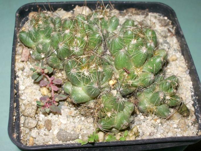 Dolichothele surculosa