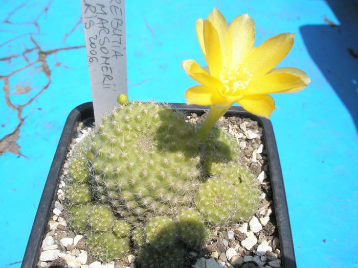 Rebutia marsonerii - 12.05