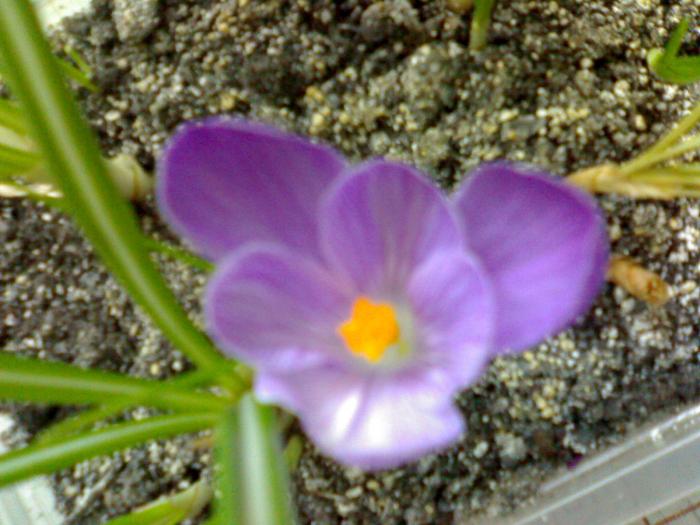 Crocus - Diverse 2009