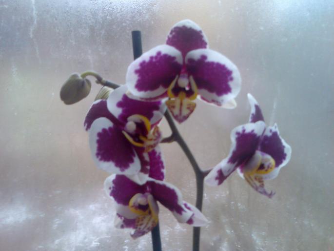 phalenopsis - orchidee