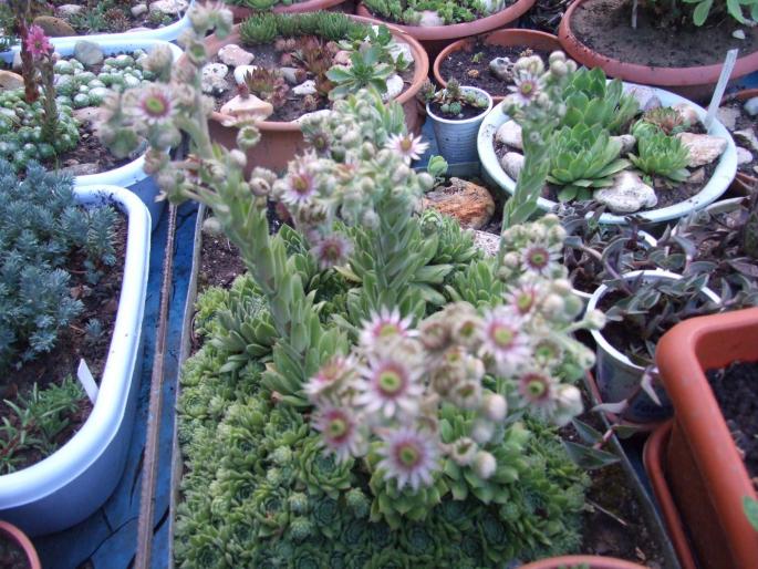 Sempervivum cu flori - Suculente 2008