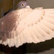 un zburator bun - porumbei voiajori si de ornament