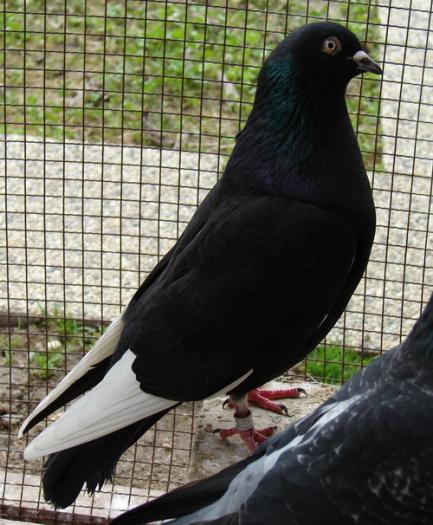 white flights(Birmingham roller) - Culorile Porumbeilor NET