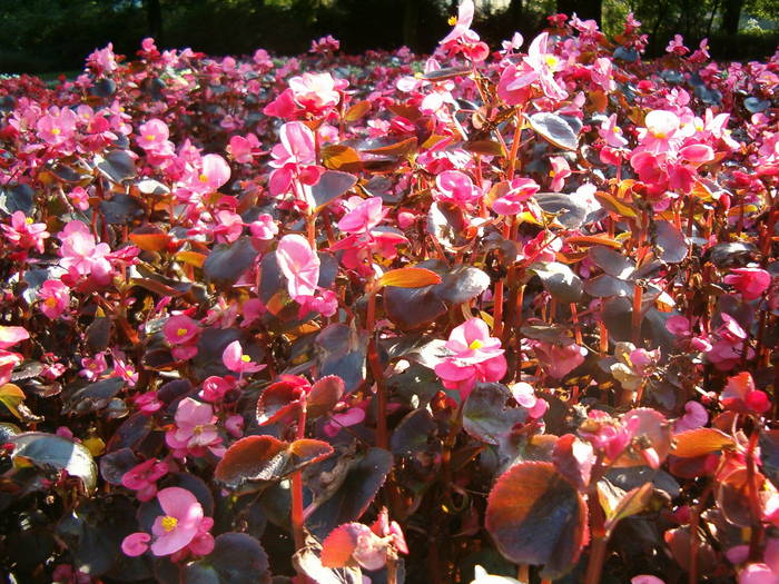 Begonia - Begonie