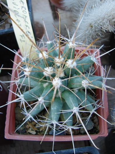Ferobergia/FerocactusxLeucthembergia principis - Cactusi la Constanta