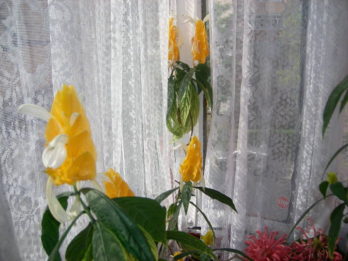 Flori 2009