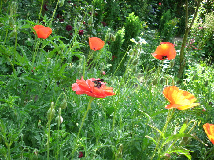 DSCI0424 - flori din gradina mea