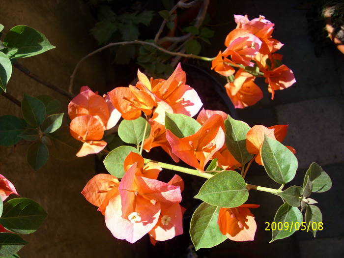 bougainvilea portocalie