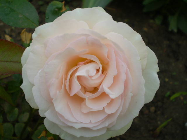 P5161461 - trandafiri