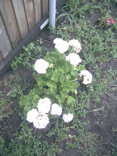 Imag019 - poze cu flori