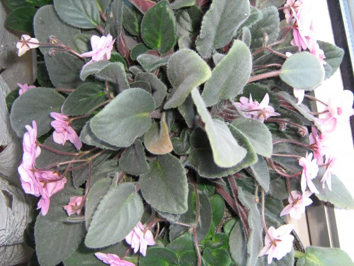 IMG_1985 - floricele