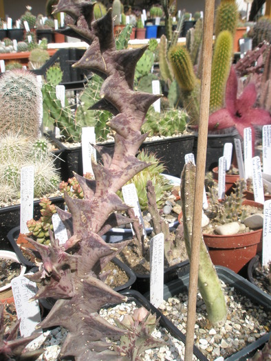 barometru de umiditate - Stapelia keithii dupa ploaie