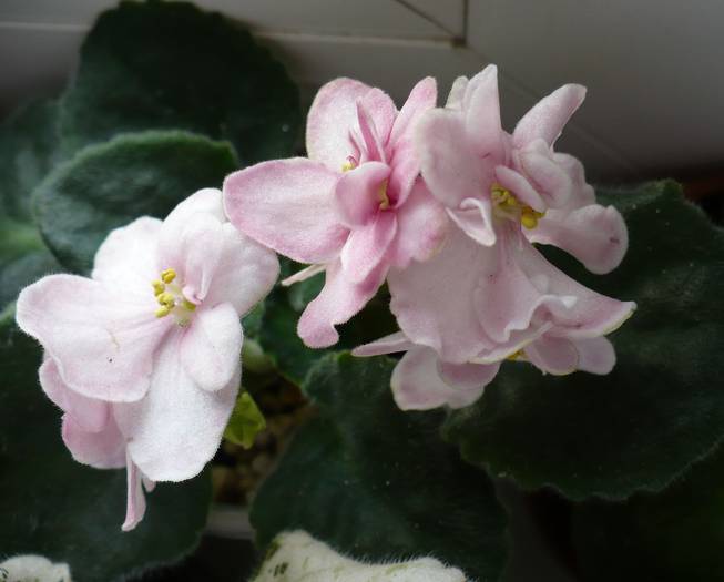 P1150231 - Saintpaulia - violete de camera