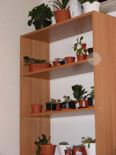 RAFTULETUL VERDE
