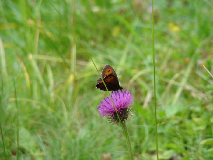 DSC01980 - Concediu 2008