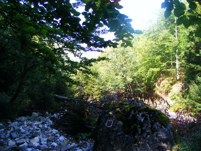 DSCF6325 - muntii Rodnei