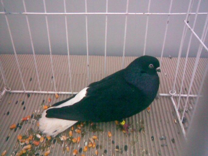 negru codalb - 1502 partea 3