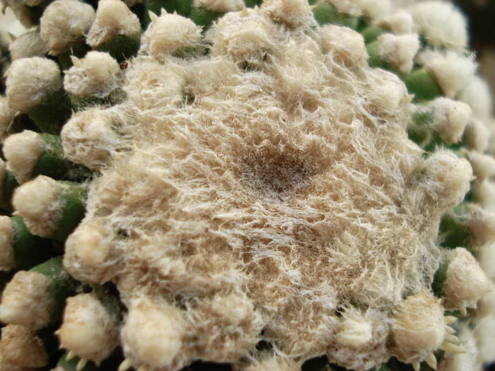 Echinocactus grusonii forma monstruosa - Cactusi