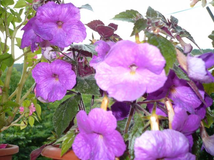 achimenes