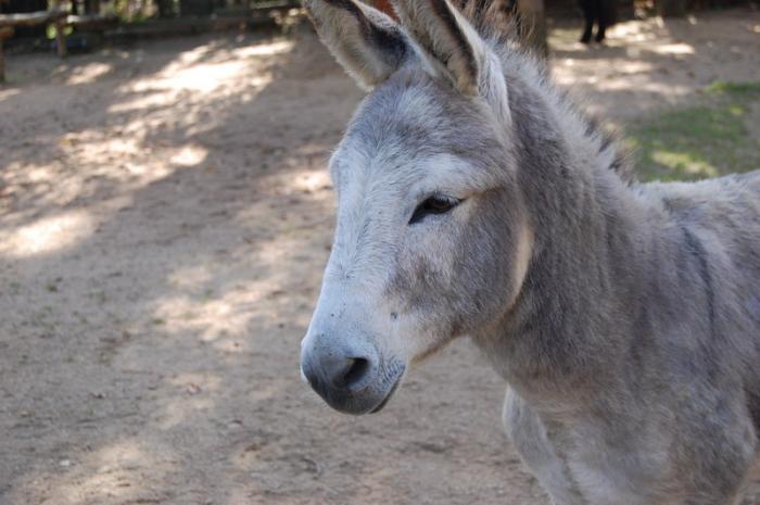 DSC_0197 - zoo amneville